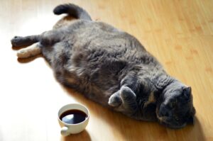 太り猫